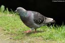 Columba livia atlantis