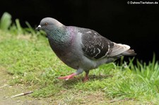 Felsentaube (Columba livia atlantis) im Terra Nostra Garden auf der Azoren-Insel São Miguel