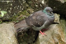 Felsentaube (Columba livia atlantis) im Terra Nostra Garden auf der Azoren-Insel São Miguel