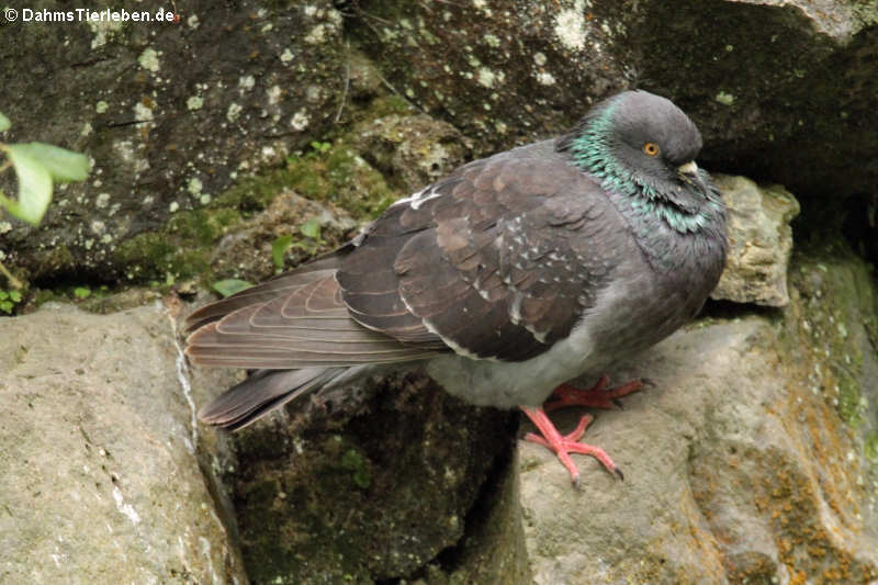 Columba livia atlantis