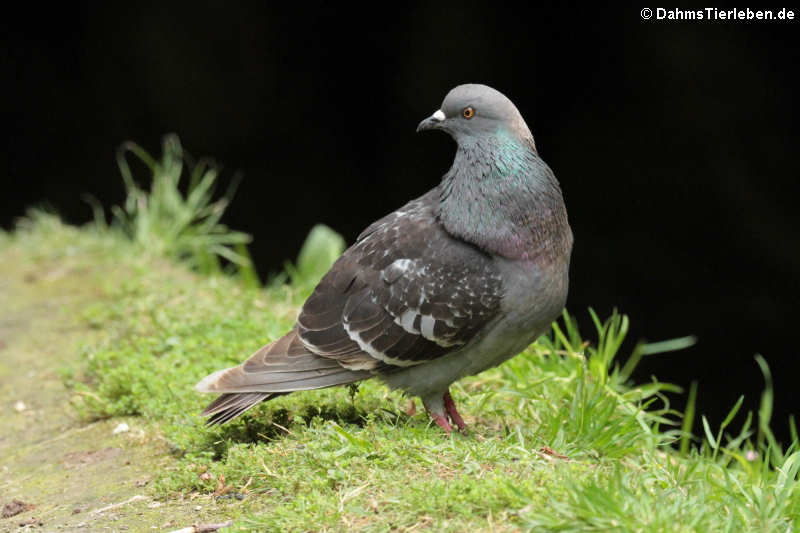 Felsentaube (Columba livia atlantis)