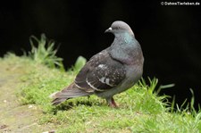 Felsentaube (Columba livia atlantis) im Terra Nostra Garden auf der Azoren-Insel São Miguel