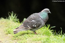 Felsentaube (Columba livia atlantis) im Terra Nostra Garden auf der Azoren-Insel São Miguel