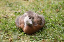 Junge Rostgans (Tadorna ferrugine) im Terra Nostra Garden auf der Azoren-Insel São Miguel