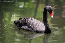 Trauerschwan (Cygnus atratus) im Terra Nostra Garden auf der Azoren-Insel São Miguel