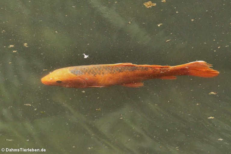 Cyprinus carpio