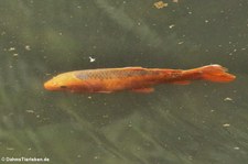 Koi-Karpfen (Cyprinus carpio) im Terra Nostra Garden auf der Azoren-Insel São Miguel