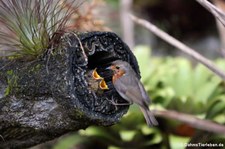 Fütterung der Jungtiere im Terra Nostra Garden, São Miguel, Azoren