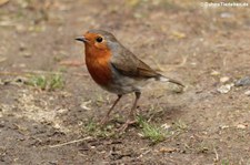 Rotkehlchen (Erithacus rubecula rubecula) im Terra Nostra Garden, São Miguel, Azoren