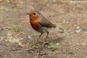 Erithacus rubecula rubecula