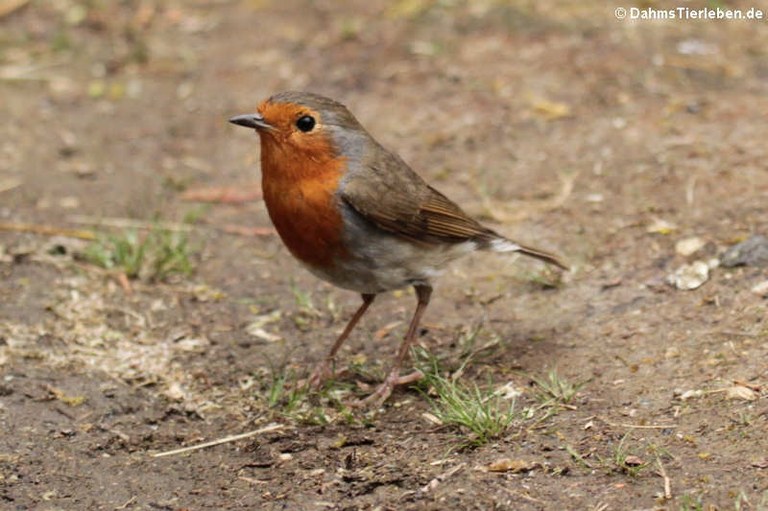 Erithacus rubecula rubecula