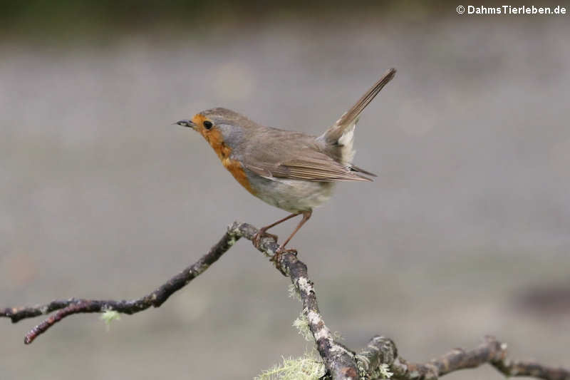 Erithacus rubecula rubecula