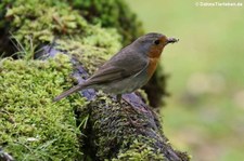 Rotkehlchen (Erithacus rubecula rubecula) im Terra Nostra Garden, São Miguel, Azoren