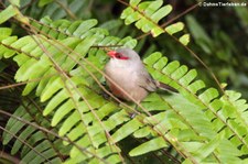 Wellenastrild (Estrilda astrild) im Terra Nostra Garden auf der Azoren-Insel São Miguel