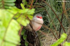 Wellenastrild (Estrilda astrild) im Terra Nostra Garden auf der Azoren-Insel São Miguel