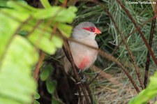 Wellenastrild (Estrilda astrild) im Terra Nostra Garden auf der Azoren-Insel São Miguel