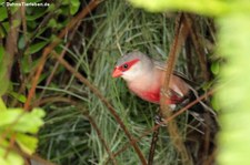 Wellenastrild (Estrilda astrild) im Terra Nostra Garden auf der Azoren-Insel São Miguel