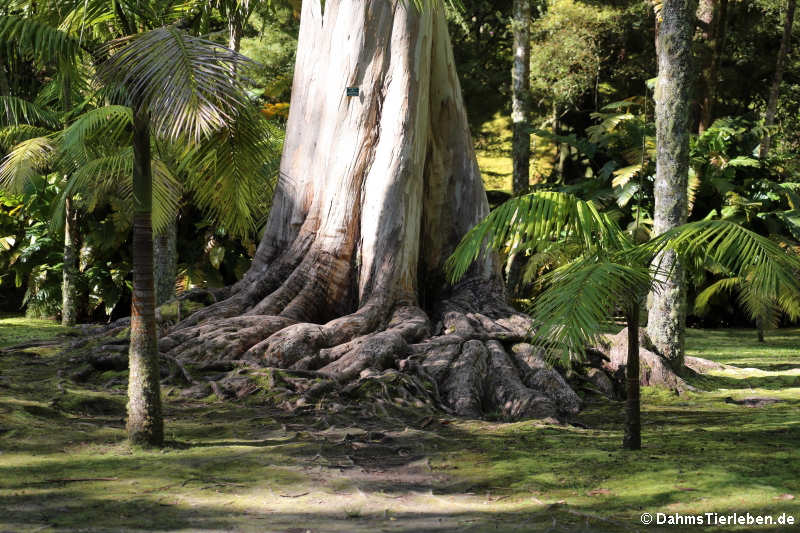 Stamm des Blauen Eukalyptus (Eucalyptus globulus)