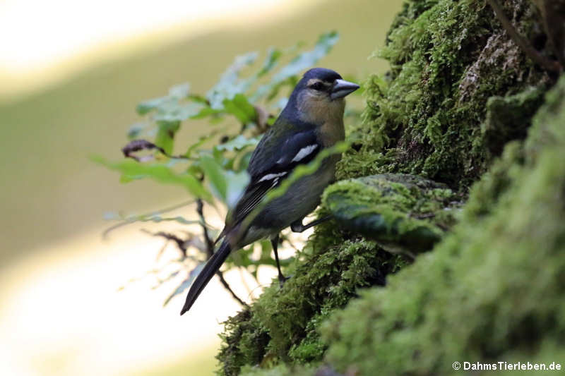 Fringilla coelebs moreletti