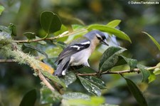 Männlicher Buchfink (Fringilla coelebs moreletti) im Terra Nostra Garden auf der Azoren-Insel São Miguel