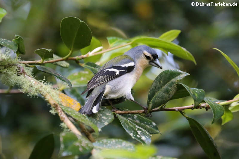 Männlicher Buchfink (Fringilla coelebs moreletti)