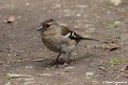 Fringilla coelebs moreletti