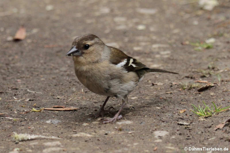 Weiblicher Buchfink (Fringilla coelebs moreletti)