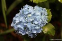 Hydrangea macrophylla