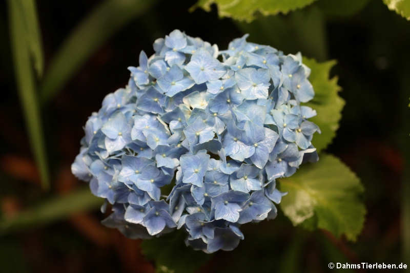 Hortensie (Hydrangea macrophylla)