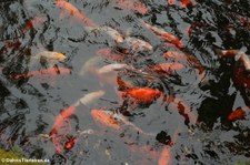 Koi-Karpfen (Cyprinus carpio) im Terra Nostra Garden auf der Azoren-Insel São Miguel