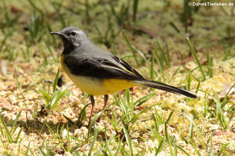 Gebirgsstelze (Motacilla cinerea patriciae)