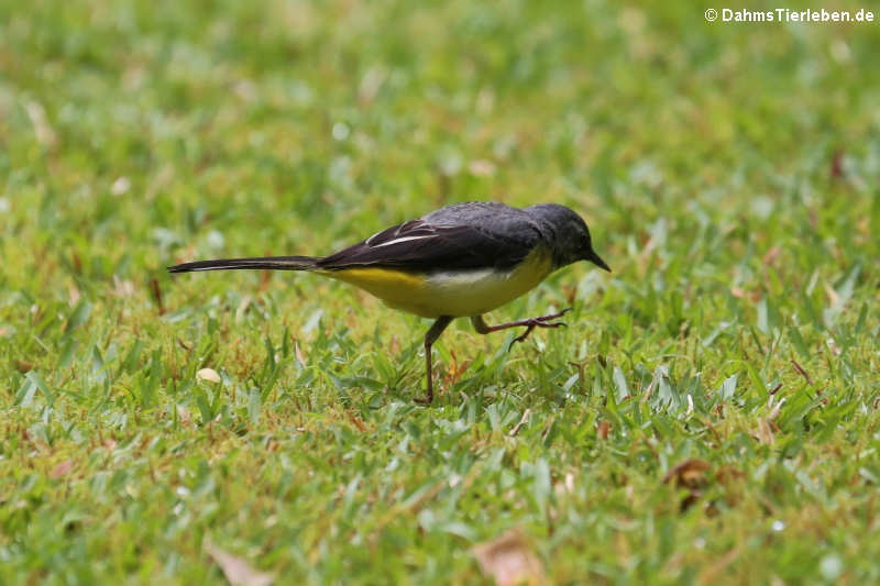 Gebirgsstelze (Motacilla cinerea patriciae)