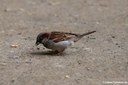 Passer domesticus