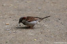 männlicher Haussperling (Passer domesticus domesticus) im Terra Nostra Garden, São Miguel, Azoren