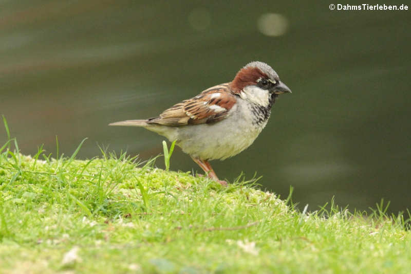 männlicher Sperling (Passer domesticus)