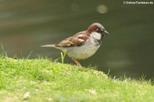 männlicher Haussperling (Passer domesticus domesticus) im Terra Nostra Garden, São Miguel, Azoren