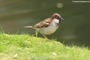 Passer domesticus