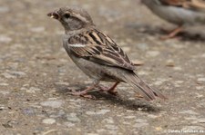 weiblicher Haussperling (Passer domesticus domesticus) im Terra Nostra Garden, São Miguel, Azoren