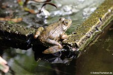 Iberischer Wasserfrosch (Pelophylax perezi) auf einer Seerose im Terra Nostra Garden auf der Azoren-Insel São Miguel
