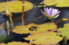 Iberischer Wasserfrosch (Pelophylax perezi) auf einer Seerose im Terra Nostra Garden auf der Azoren-Insel São Miguel
