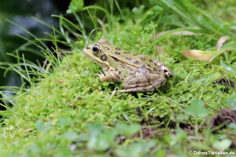 Iberischer Wasserfrosch (Pelophylax perezi)