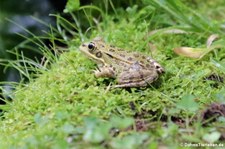 Iberischer Wasserfrosch (Pelophylax perezi) auf einer Seerose im Terra Nostra Garden auf der Azoren-Insel São Miguel
