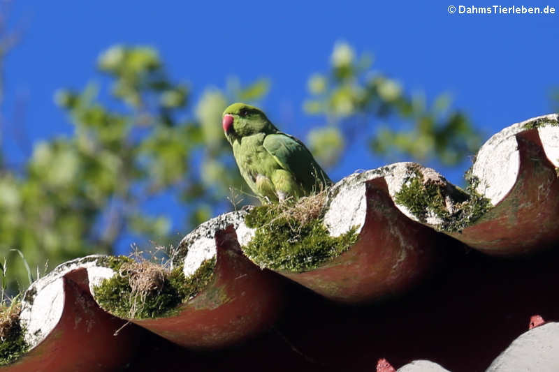 Halsbandsittich (Psittacula krameri)