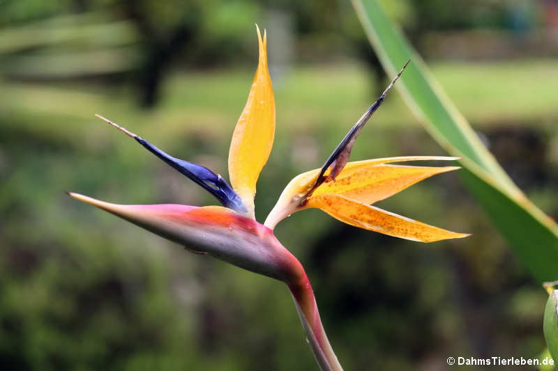 Paradiesvogelblume (Strelitzia reginae)