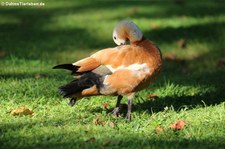 Rostgans (Tadorna ferrugine) im Terra Nostra Garden auf der Azoren-Insel São Miguel