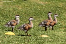 Junge Rostgänse (Tadorna ferrugine) im Terra Nostra Garden auf der Azoren-Insel São Miguel