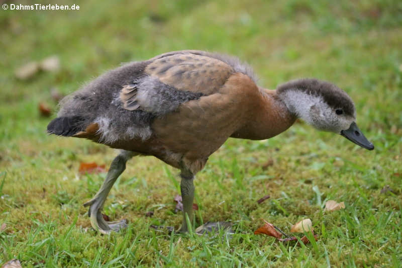 Tadorna ferruginea-6