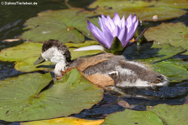 Tadorna ferruginea-7
