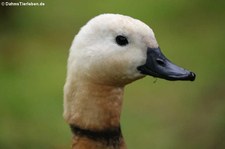 Rostgans (Tadorna ferrugine) im Terra Nostra Garden auf der Azoren-Insel São Miguel