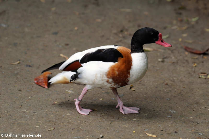 Brandgans (Tadorna tadorna)